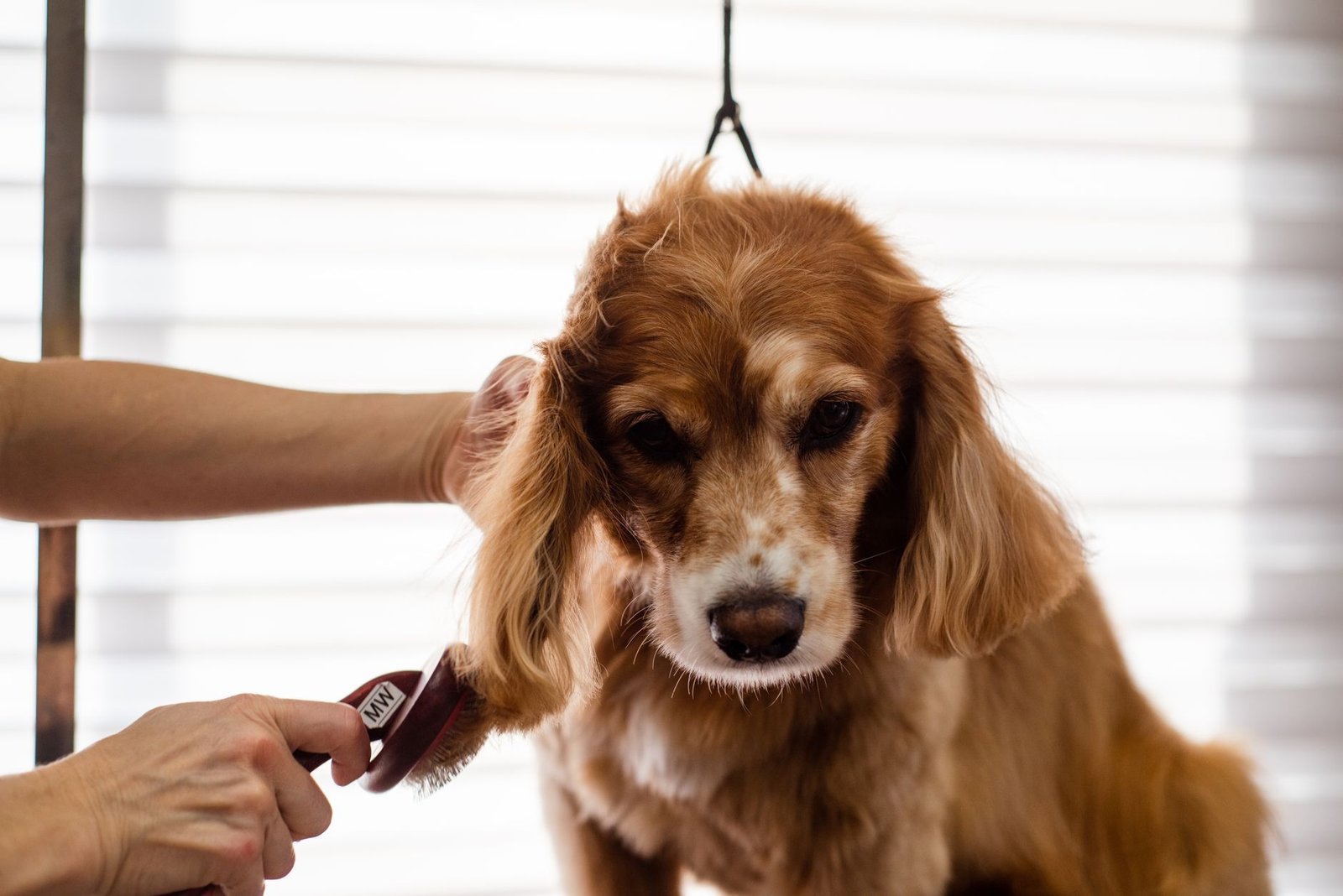 How to Get More Mobile Dog Grooming Clients Effectively