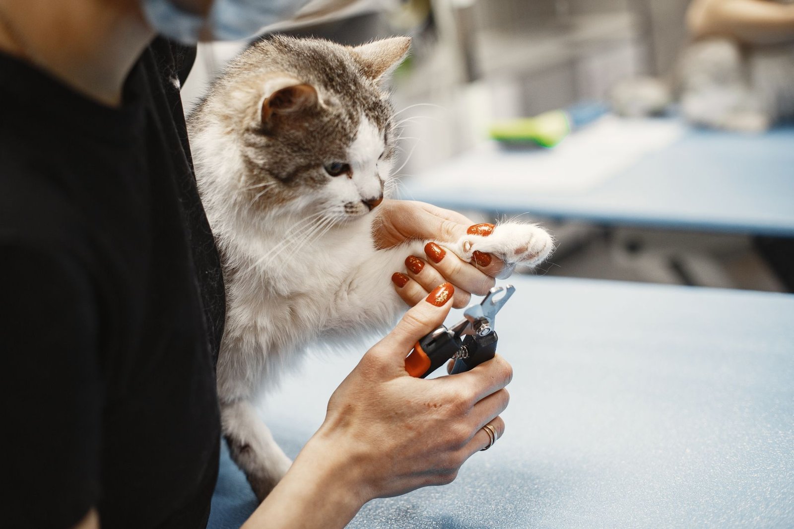 Mastering Pet Grooming Google Ads Cost Per Lead for Success