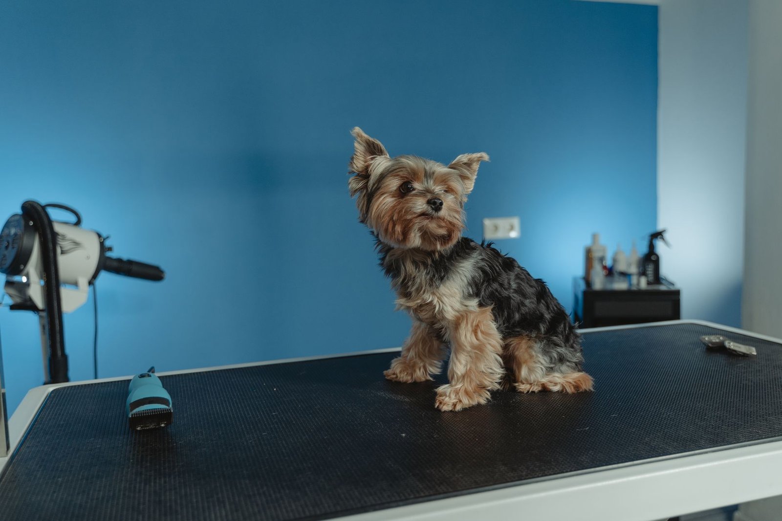 Best Marketing Practices for Mobile Groomers: Boost Your Business